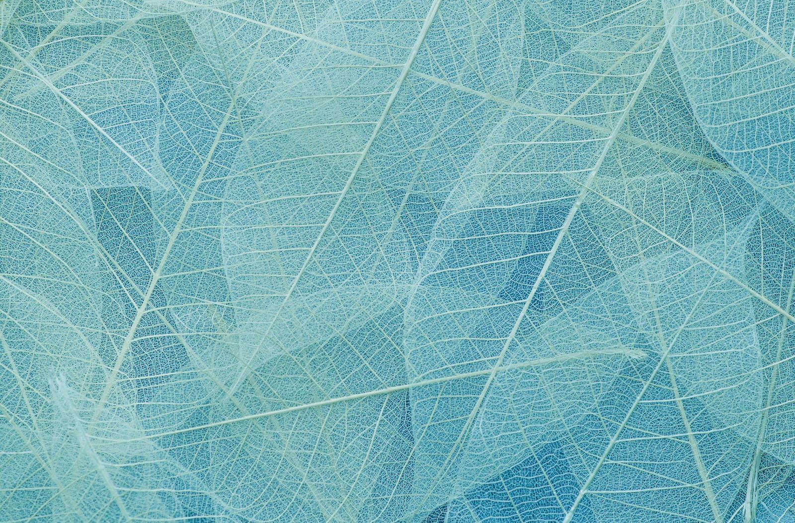 The image shows a pattern of delicate, translucent blue-green leaf skeletons layered over each other, creating a textured background.