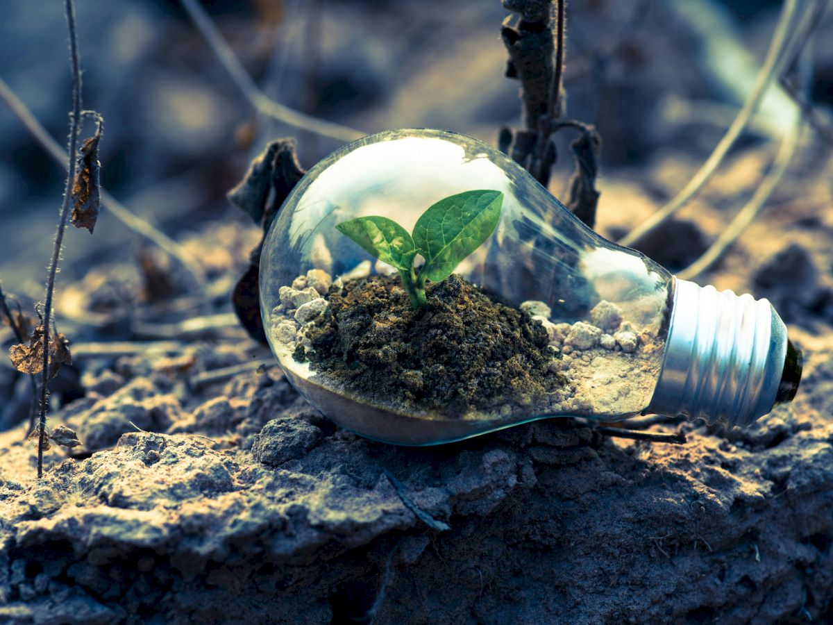 A small plant grows inside a lightbulb filled with soil, resting on a rocky surface.
