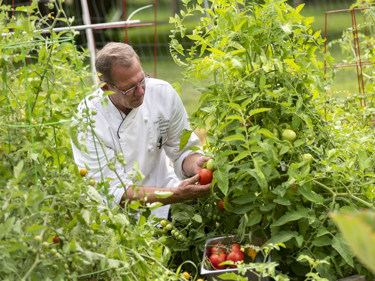 A person in a garden picking ripe tomatoes, surrounded by lush green plants, with a basket of tomatoes nearby.