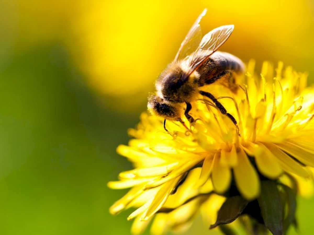A bee is collecting nectar from a bright yellow flower amid a blurred green and yellow background, showcasing a close-up view.
