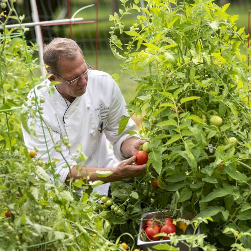 A person in a garden picking ripe tomatoes, surrounded by dense green foliage and a basket of harvested tomatoes nearby.