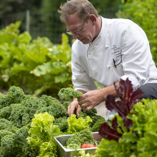 A person in a chef's coat tends to leafy greens in a lush garden, amidst various vegetables and greenery, with a container nearby.