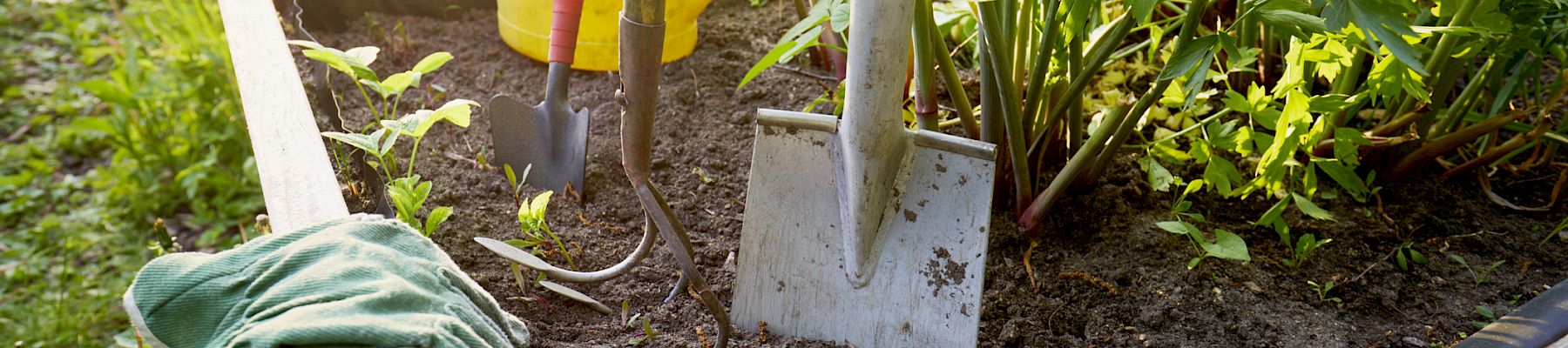 A garden bed with green plants, a yellow watering can, gardening tools, and green gloves on the soil.