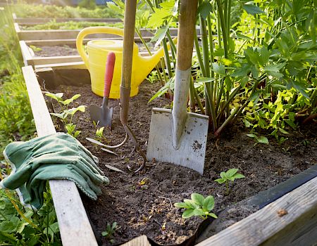 A garden bed with green plants, a yellow watering can, gardening tools, and green gloves on the soil.
