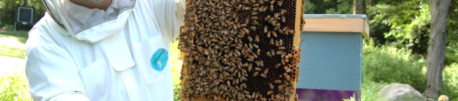 A beekeeper in protective gear holds a honeycomb frame covered in bees, standing in a lush, green outdoor setting.