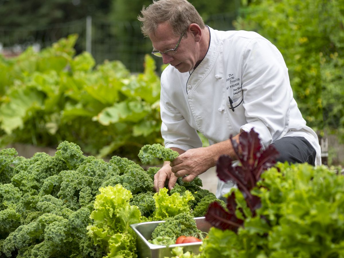 A person in a chef's coat is picking fresh leafy greens in a lush garden, surrounded by various plants and a container of vegetables.